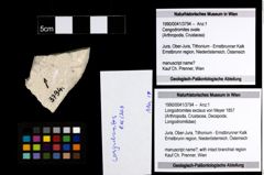 Foto (Objekt + Etiketten) von Longodromites excisus (von Meyer 1857) 